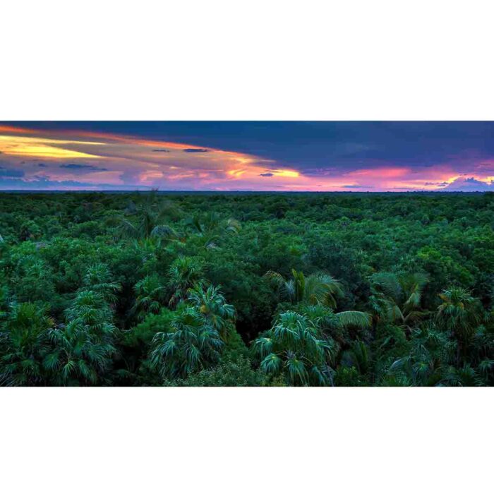 Spectacular Jungle Canopy will make a perfect background for any fresh or salt water tank or aquarium as well as dry terrariums.