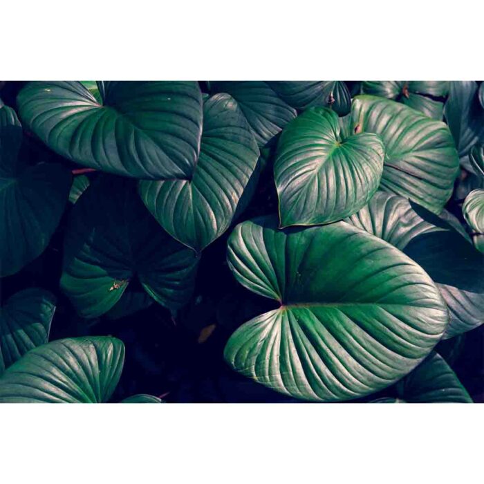 Green Jungle Leaves II make a perfect background for any fresh or salt water tank or aquarium as well as dry terrariums.