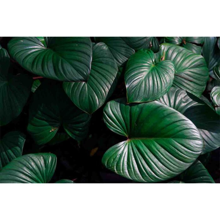 Green Jungle Leaves III make a perfect background for any fresh or salt water tank or aquarium as well as dry terrariums.