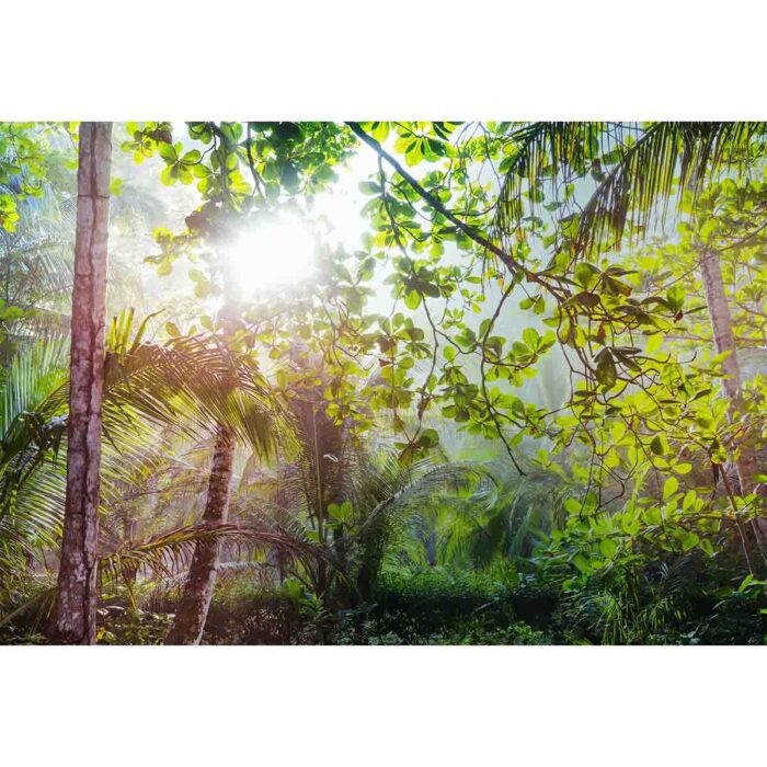 Bright Jungle Sun will make a perfect background for any fresh or salt water tank or aquarium as well as dry terrariums.