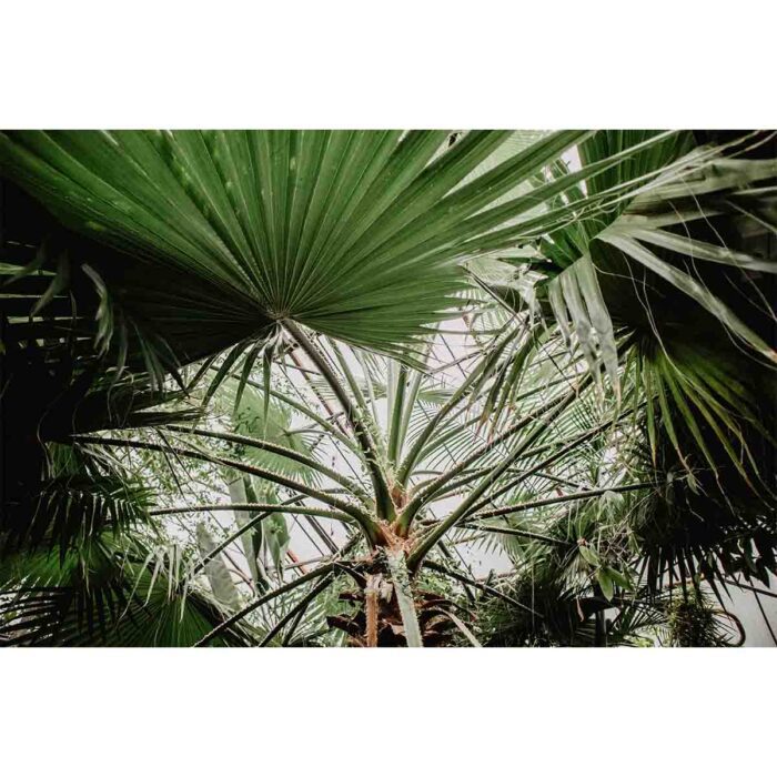 Jungle Tree Closeup makes a perfect background for any fresh or salt water tank or aquarium as well as dry terrariums.