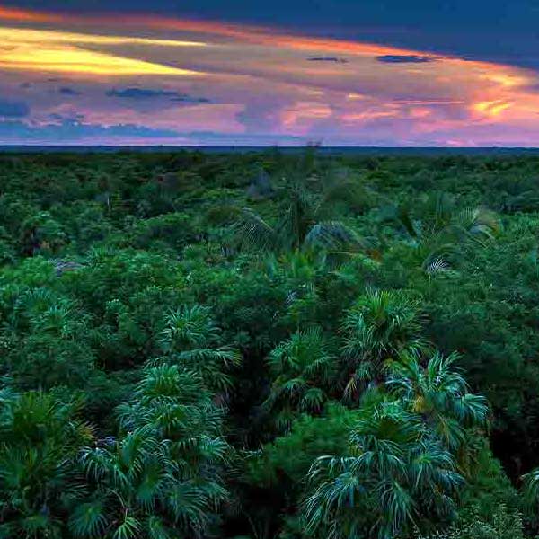 Spectacular Jungle Canopy will make a perfect background for any fresh or salt water tank or aquarium as well as dry terrariums.