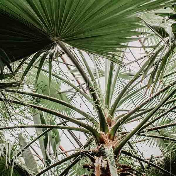 Jungle Tree Closeup makes a perfect background for any fresh or salt water tank or aquarium as well as dry terrariums.