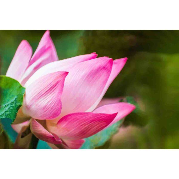 Pink Lotus Flower makes a perfect background for any fresh or salt water tank or aquarium as well as dry terrariums.