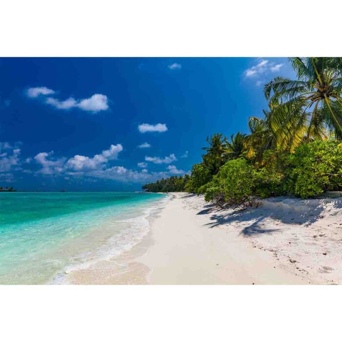 Maldives Beach makes a perfect background for any fresh or salt water tank or aquarium as well as dry terrariums.