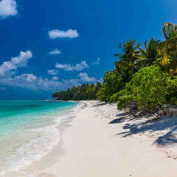 Maldives Beach makes a perfect background for any fresh or salt water tank or aquarium as well as dry terrariums.