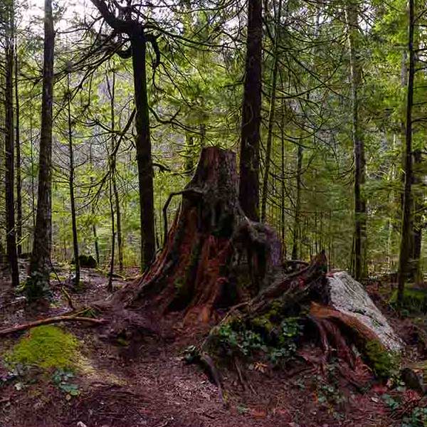 Spectacular Panoramic Forest will make a perfect background for any fresh or salt water tank or aquarium as well as dry terrariums.