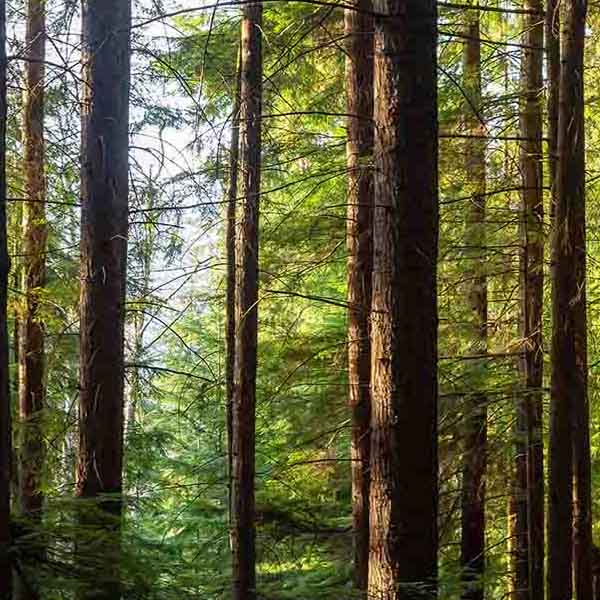 Peaceful Rain Forest will make a perfect background for any fresh or salt water tank or aquarium as well as dry terrariums.