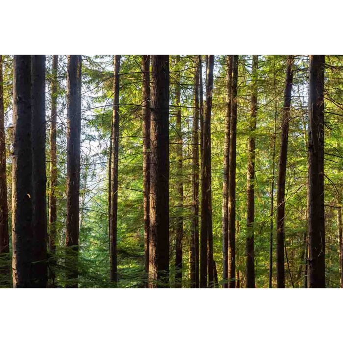 Peaceful Rain Forest will make a perfect background for any fresh or salt water tank or aquarium as well as dry terrariums.