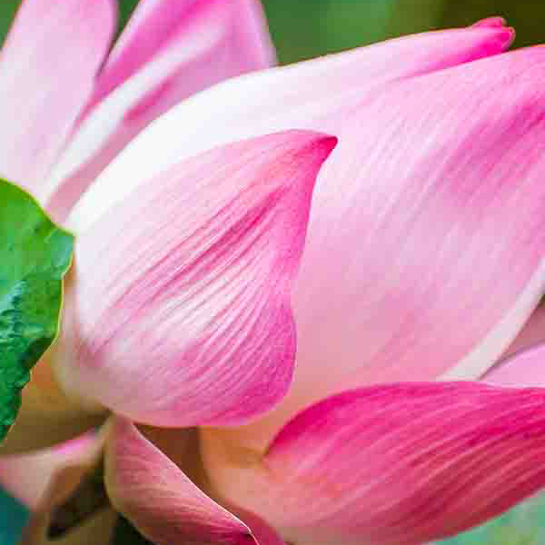 Pink Lotus Flower makes a perfect background for any fresh or salt water tank or aquarium as well as dry terrariums.