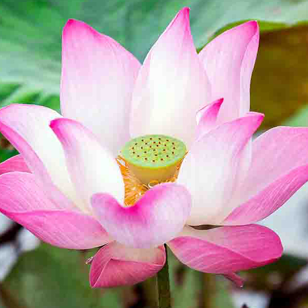 Pink Lotus Flower II makes a perfect background for any fresh or salt water tank or aquarium as well as dry terrariums.