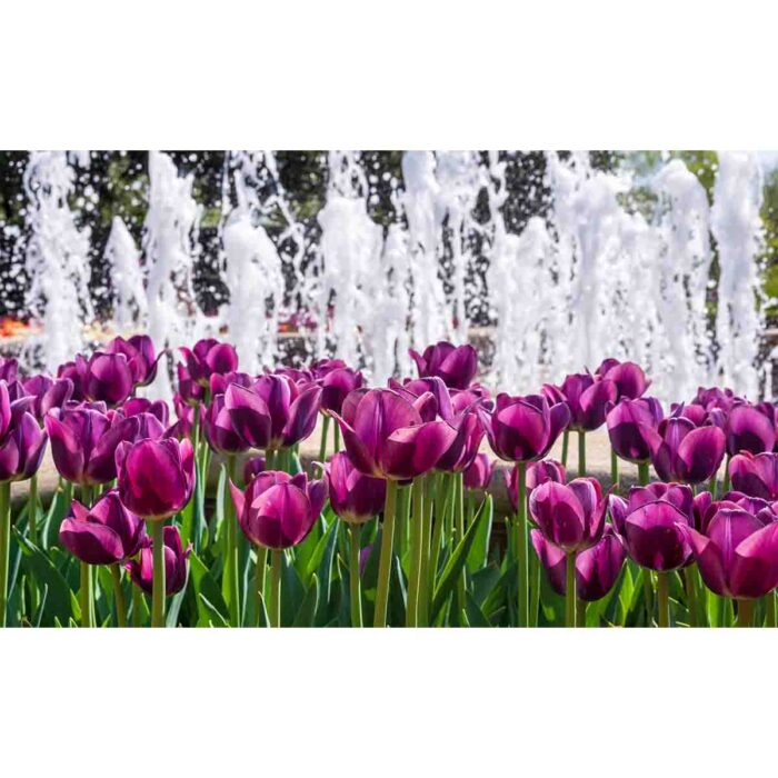 Beautiful Purple Tulips makes a perfect background for any fresh or salt water tank or aquarium as well as dry terrariums.