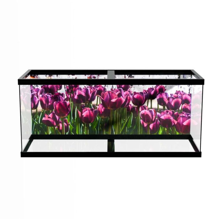 Beautiful Purple Tulips make a perfect background for any fresh or salt water tank or aquarium as well as dry terrariums.