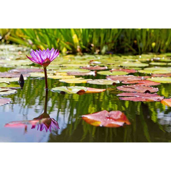 Purple Lilly Flower makes a perfect background for any fresh or salt water tank or aquarium as well as dry terrariums.