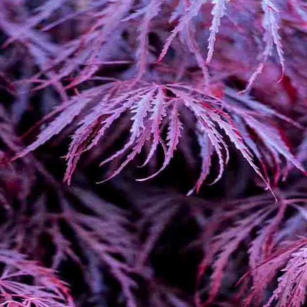 Purple Japanese Maple will make a perfect background for any fresh or salt water tank or aquarium as well as dry terrariums.