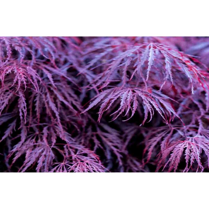 Purple Japanese Maple will make a perfect background for any fresh or salt water tank or aquarium as well as dry terrariums.