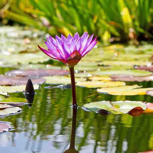 Purple Lilly Flower makes a perfect background for any fresh or salt water tank or aquarium as well as dry terrariums.