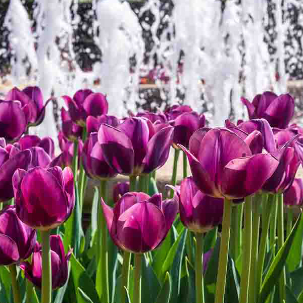 Beautiful Purple Tulips makes a perfect background for any fresh or salt water tank or aquarium as well as dry terrariums.