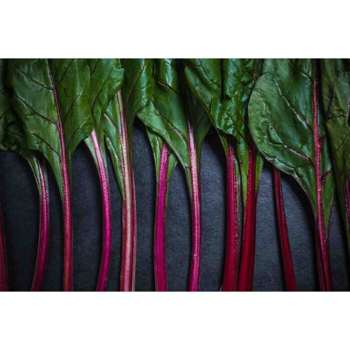 Colorful Red Chard makes a perfect background for any fresh or salt water tank or aquarium as well as dry terrariums.