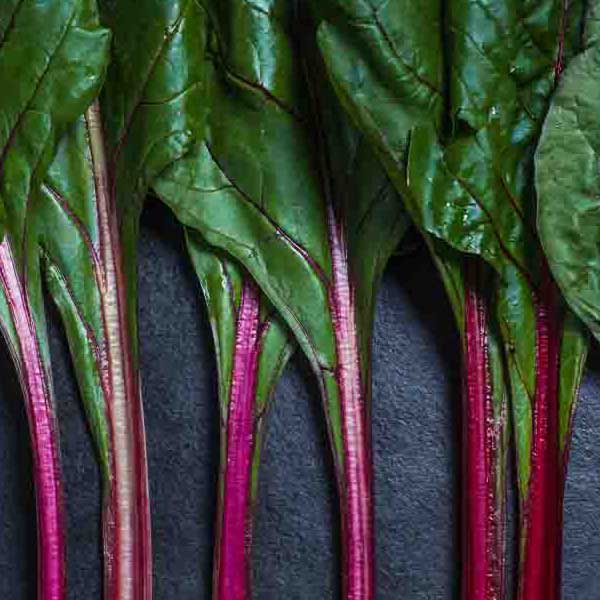 Colorful Red Chard makes a perfect background for any fresh or salt water tank or aquarium as well as dry terrariums.