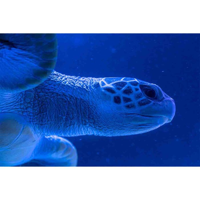 Blue Sea Turtle makes a perfect background for any fresh or salt water tank or aquarium as well as dry terrariums.