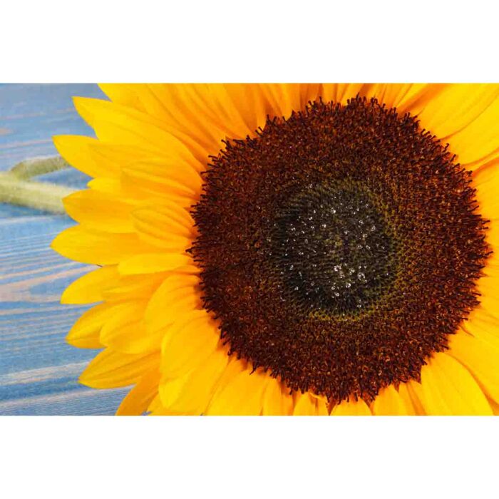 Bright yellow sunflower makes a perfect background for any fresh or salt water tank or aquarium as well as dry terrariums.