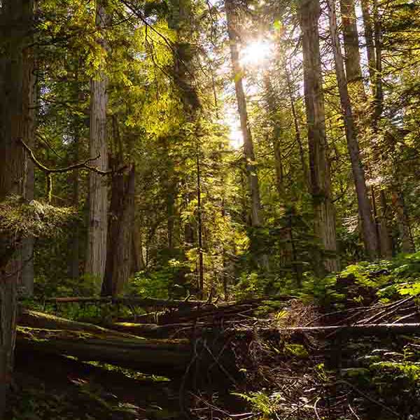 Sunny Day Forest will make a perfect background for any fresh or salt water tank or aquarium as well as dry terrariums.