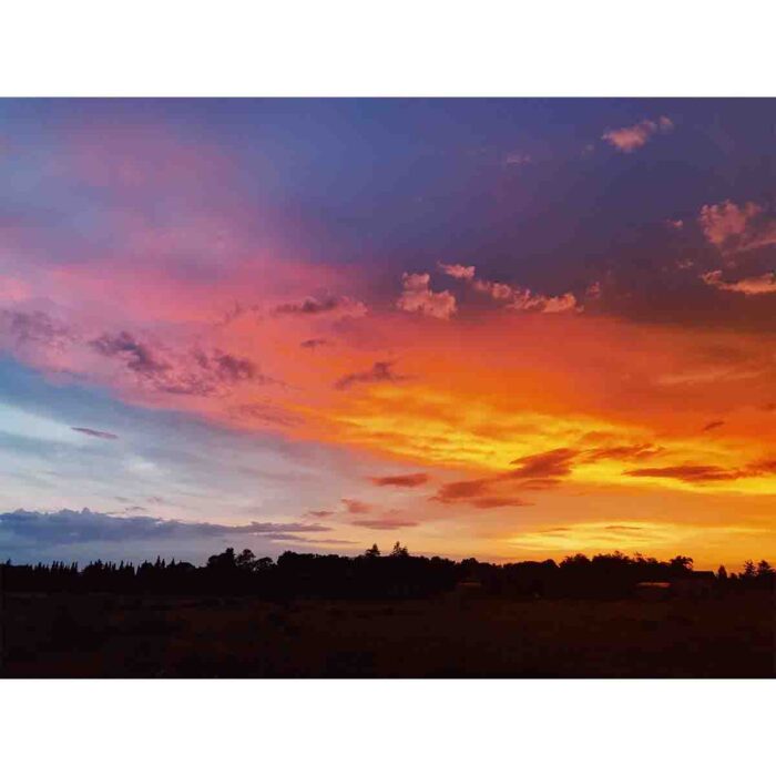 Sunset Over Trees makes a perfect background for any fresh or salt water tank or aquarium as well as dry terrariums.