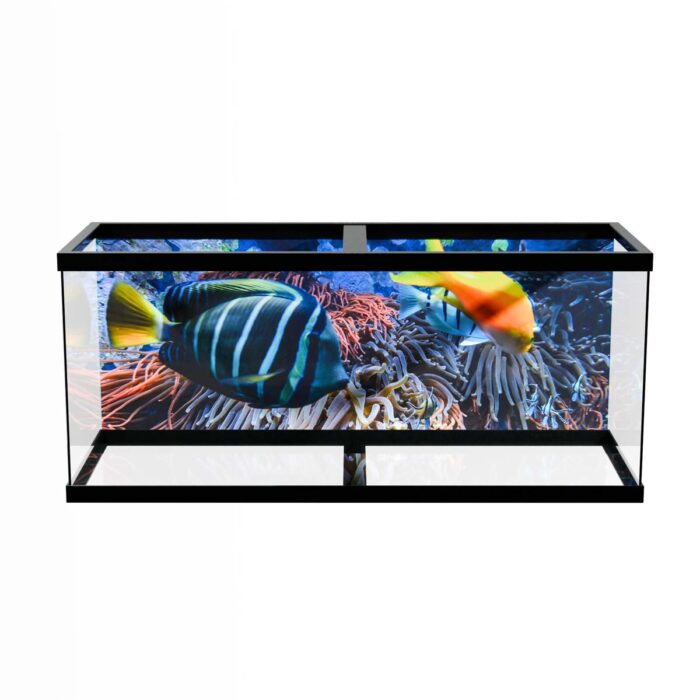 Colorful Fish Vibes will make a perfect background for any fresh or salt water tank or aquarium as well as dry terrariums.