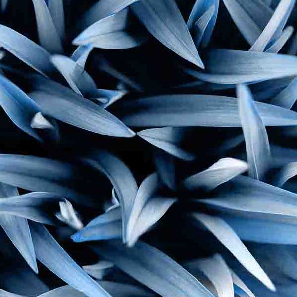 Vibrant Blue Grass makes a perfect background for any fresh or salt water tank or aquarium as well as dry terrariums.