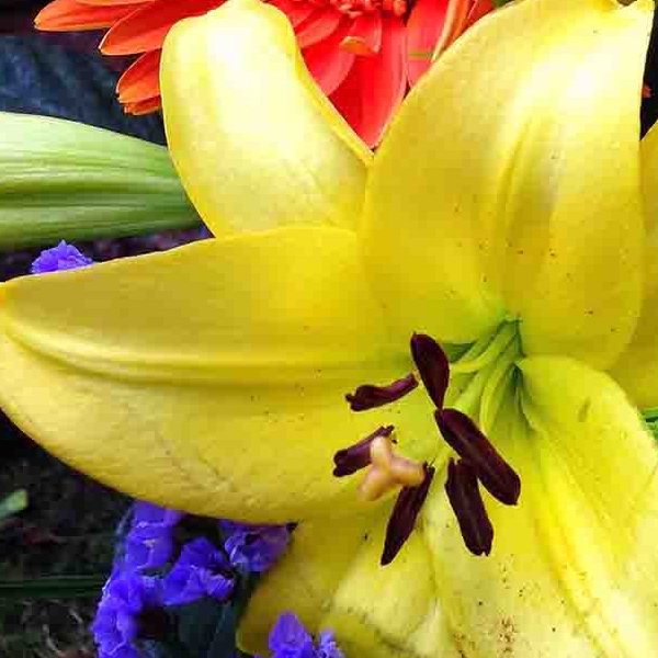 Vibrant Colorful Flowers make a perfect background for any fresh or salt water tank or aquarium as well as dry terrariums.