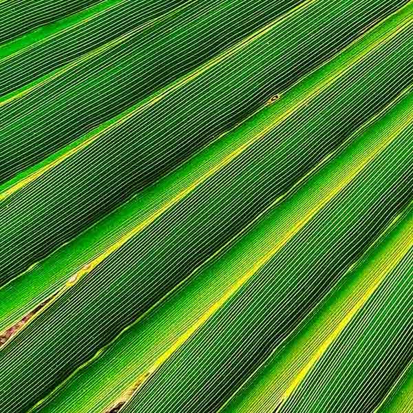 Vibrant Green Leaf makes a perfect background for any fresh or salt water tank or aquarium as well as dry terrariums.