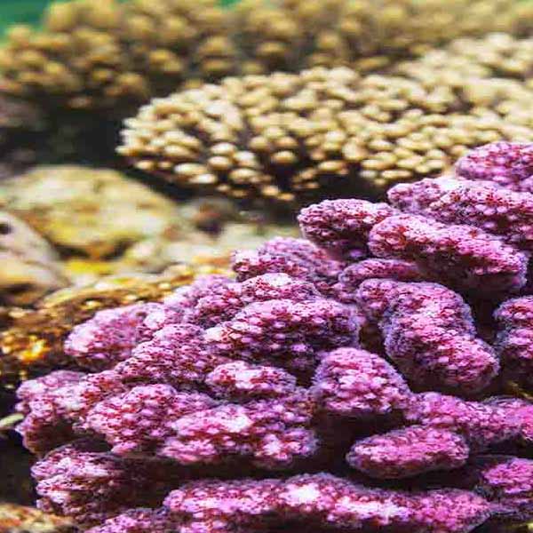 Vibrant Living Coral will make a perfect background for any fresh or salt water tank or aquarium as well as dry terrariums.