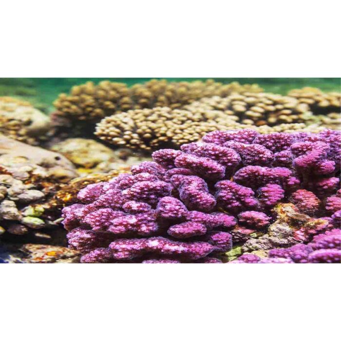 Vibrant Living Coral will make a perfect background for any fresh or salt water tank or aquarium as well as dry terrariums.