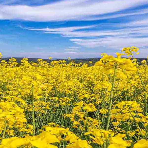 Vibrant Yellow Field will make a perfect background for any fresh or salt water tank or aquarium as well as dry terrariums.