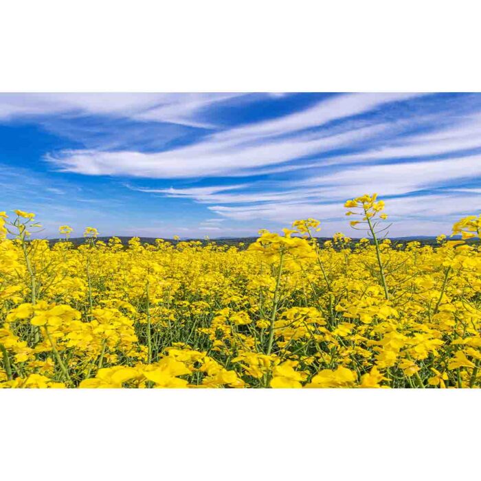 Vibrant Yellow Field will make a perfect background for any fresh or salt water tank or aquarium as well as dry terrariums.