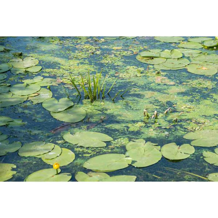 Water Lilly Pads X makes a perfect background for any fresh or salt water tank or aquarium as well as dry terrariums.