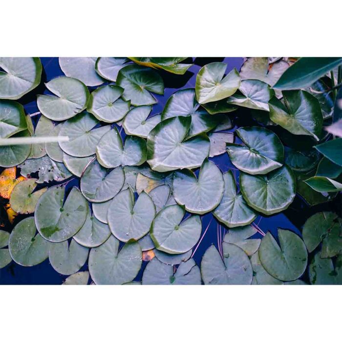 Water Lilly Pads II make a perfect background for any fresh or salt water tank or aquarium as well as dry terrariums.