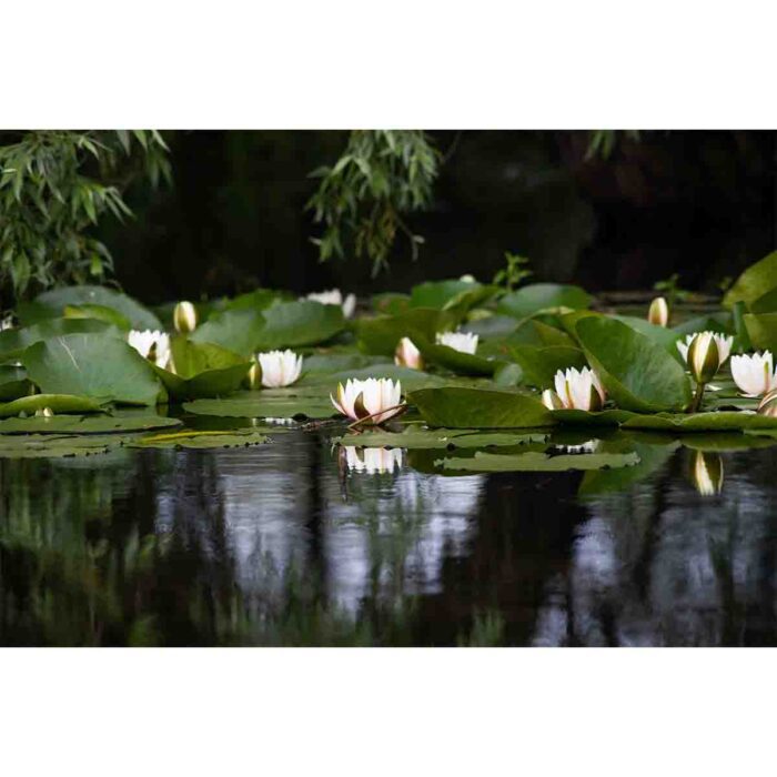 Water Lilly Pads III make a perfect background for any fresh or salt water tank or aquarium as well as dry terrariums.