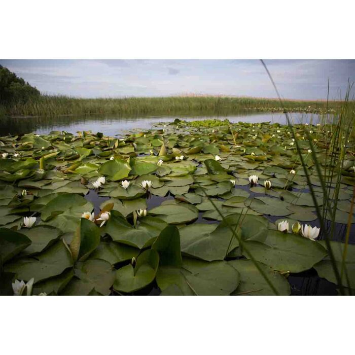 Water Lilly Pads IV make a perfect background for any fresh or salt water tank or aquarium as well as dry terrariums.