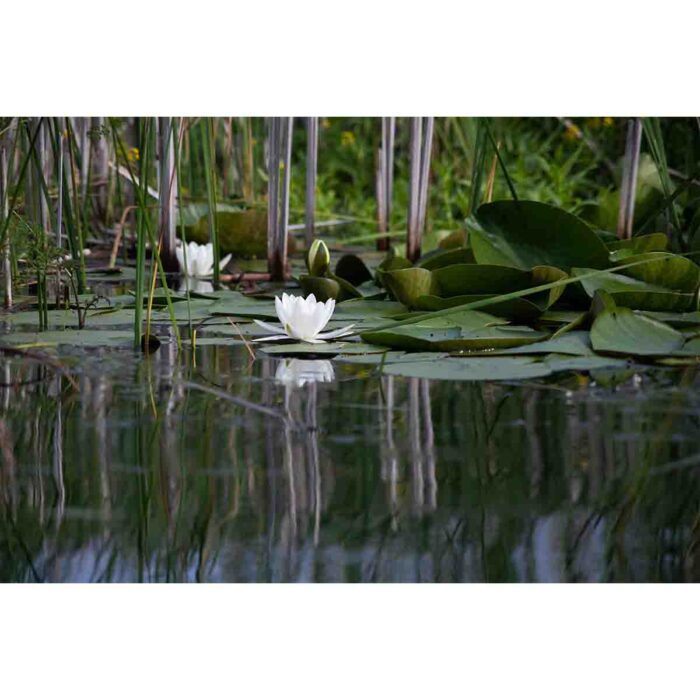 Water Lilly Pads V make a perfect background for any fresh or salt water tank or aquarium as well as dry terrariums.