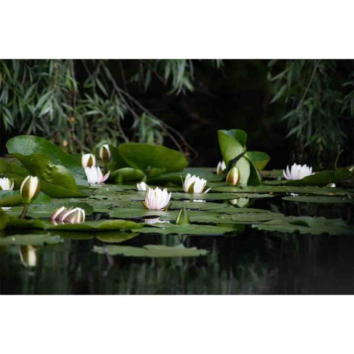 Water Lilly Pads VI make a perfect background for any fresh or salt water tank or aquarium as well as dry terrariums.