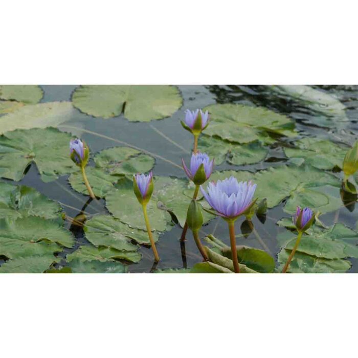 Water Lilly Pads VII make a perfect background for any fresh or salt water tank or aquarium as well as dry terrariums.