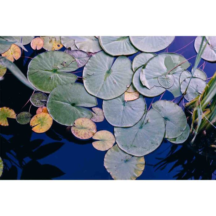 Water Lilly Pads makes a perfect background for any fresh or salt water tank or aquarium as well as dry terrariums.