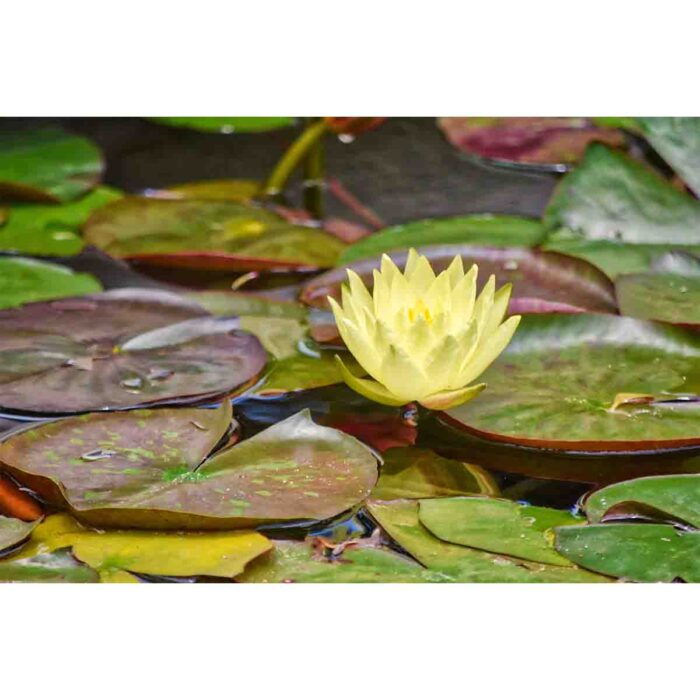 Water Lilly Pads VIII make a perfect background for any fresh or salt water tank or aquarium as well as dry terrariums.