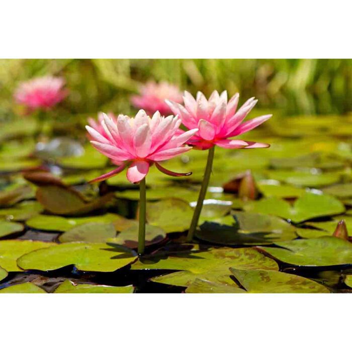 Water Lilly Pads IX make a perfect background for any fresh or salt water tank or aquarium as well as dry terrariums.