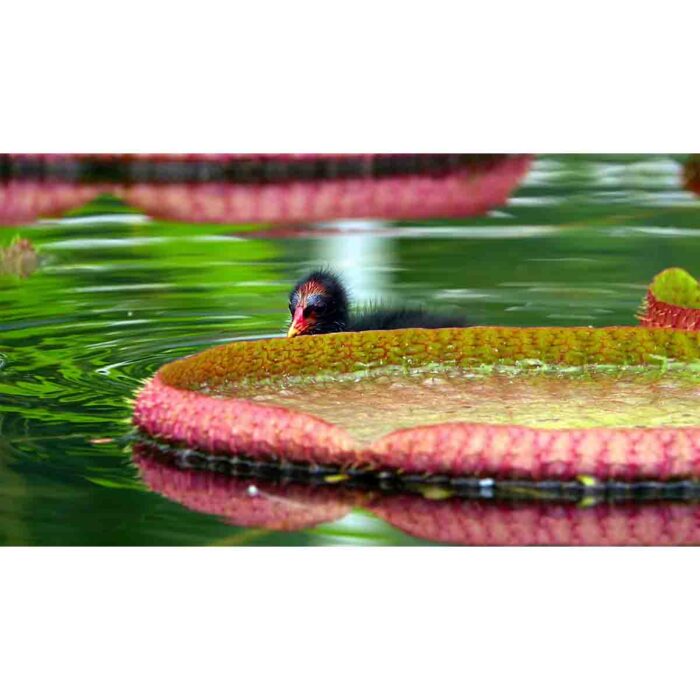 Water Lilly Duck II makes a perfect background for any fresh or salt water tank or aquarium as well as dry terrariums.