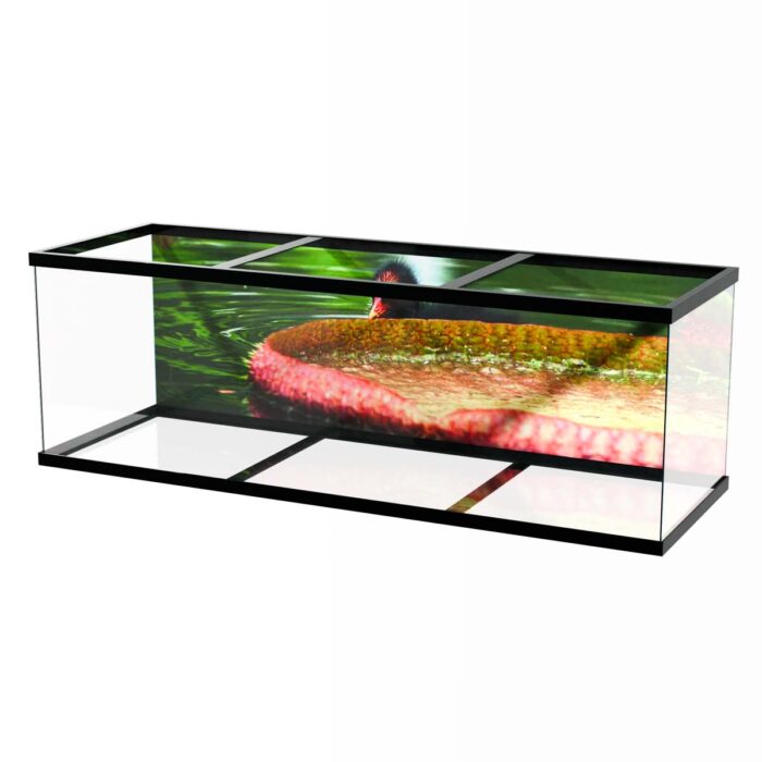 Water Lilly Duck II makes a perfect background for any fresh or salt water tank or aquarium as well as dry terrariums.