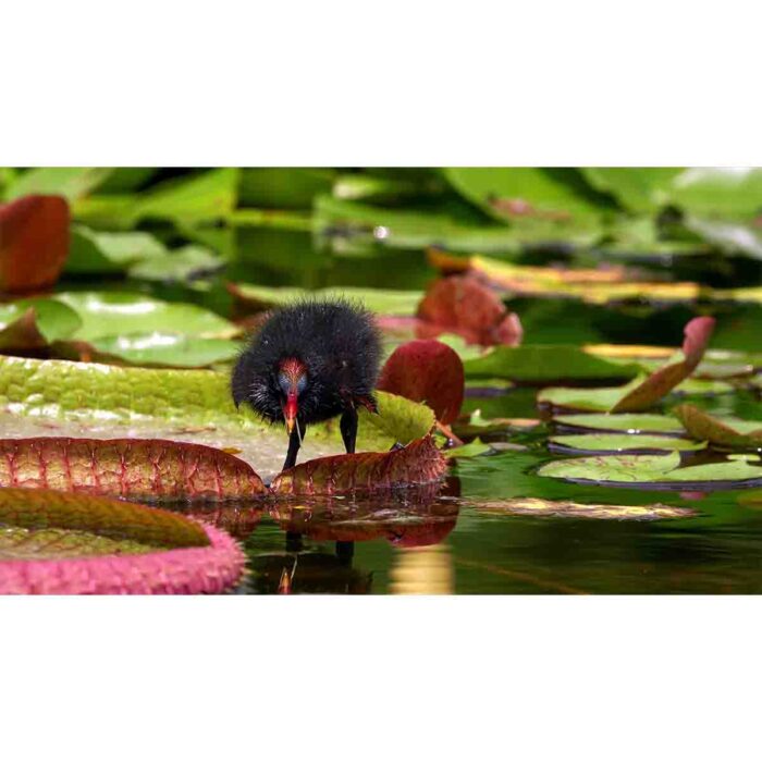 Water Lilly Duck makes a perfect background for any fresh or salt water tank or aquarium as well as dry terrariums.