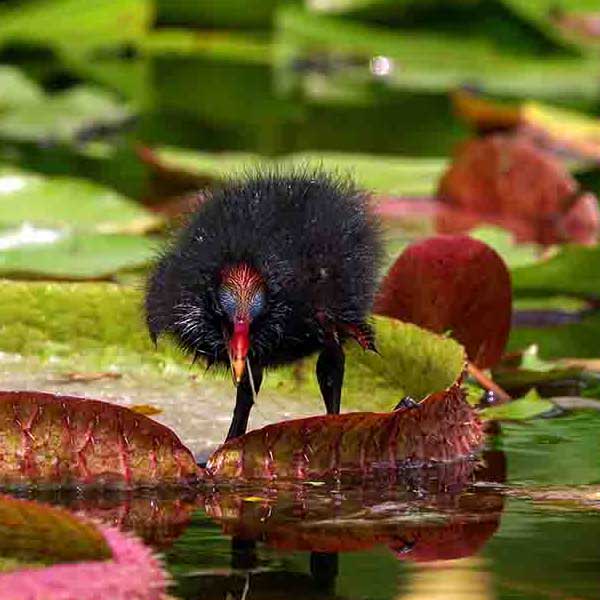 Water Lilly Duck makes a perfect background for any fresh or salt water tank or aquarium as well as dry terrariums.